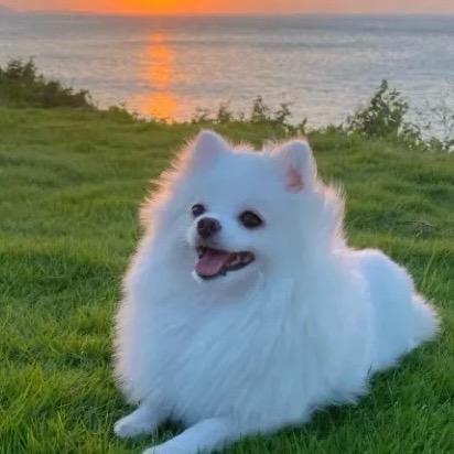 球球是博美