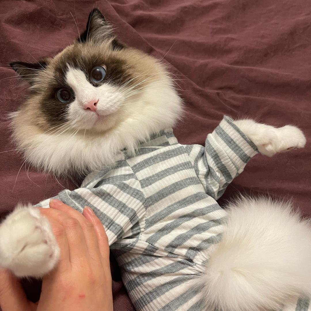 小猫爱炒股