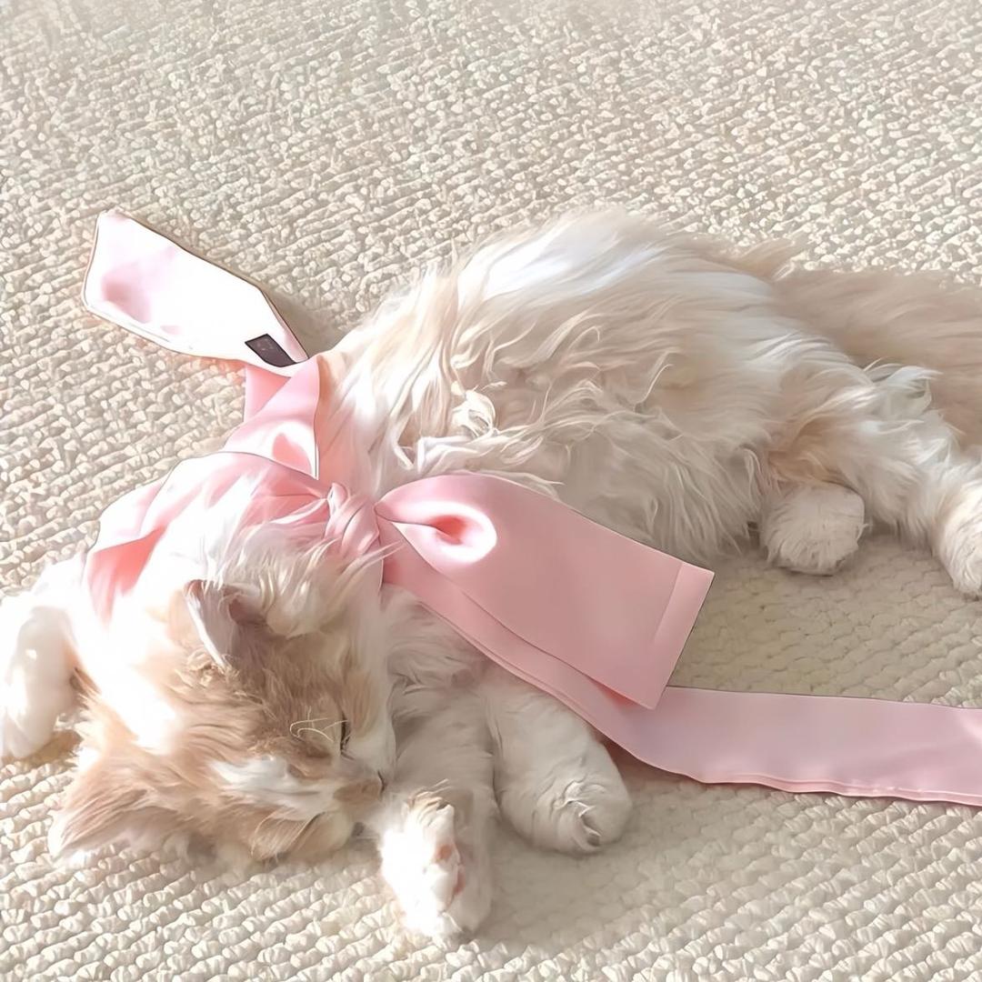 太萌被骂装货#57880