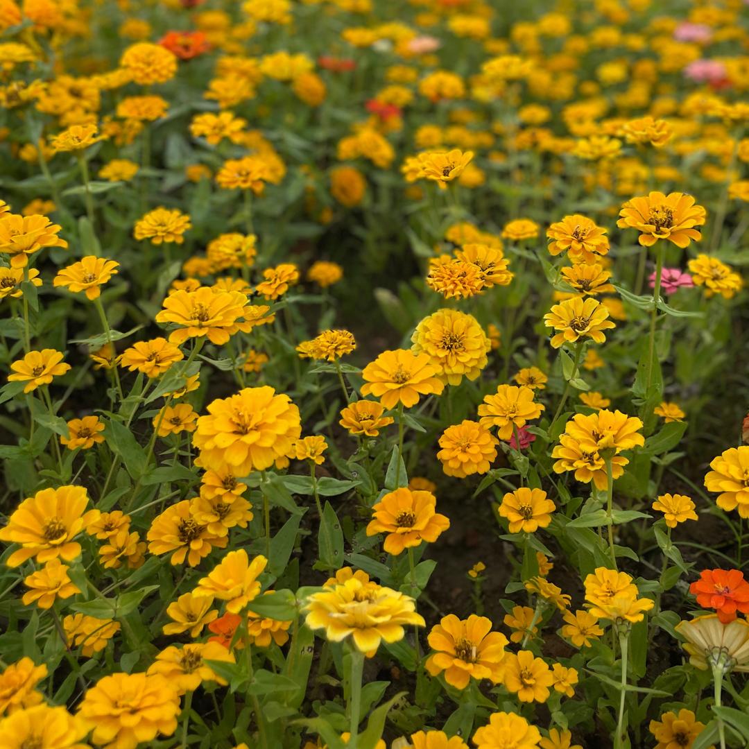 🌟 🌼天天好物分享✨ 🍹