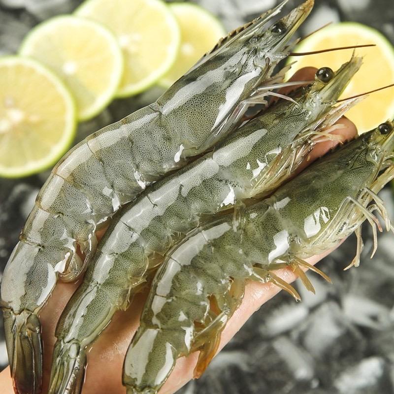 海捕大虾优选