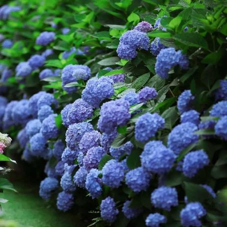 绿植盆栽花卉种植基地