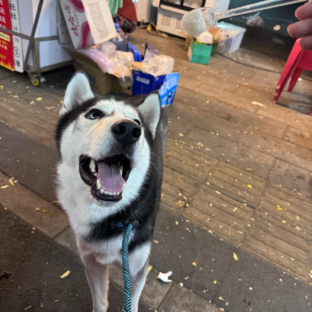 一只名叫欧买噶的哈士奇