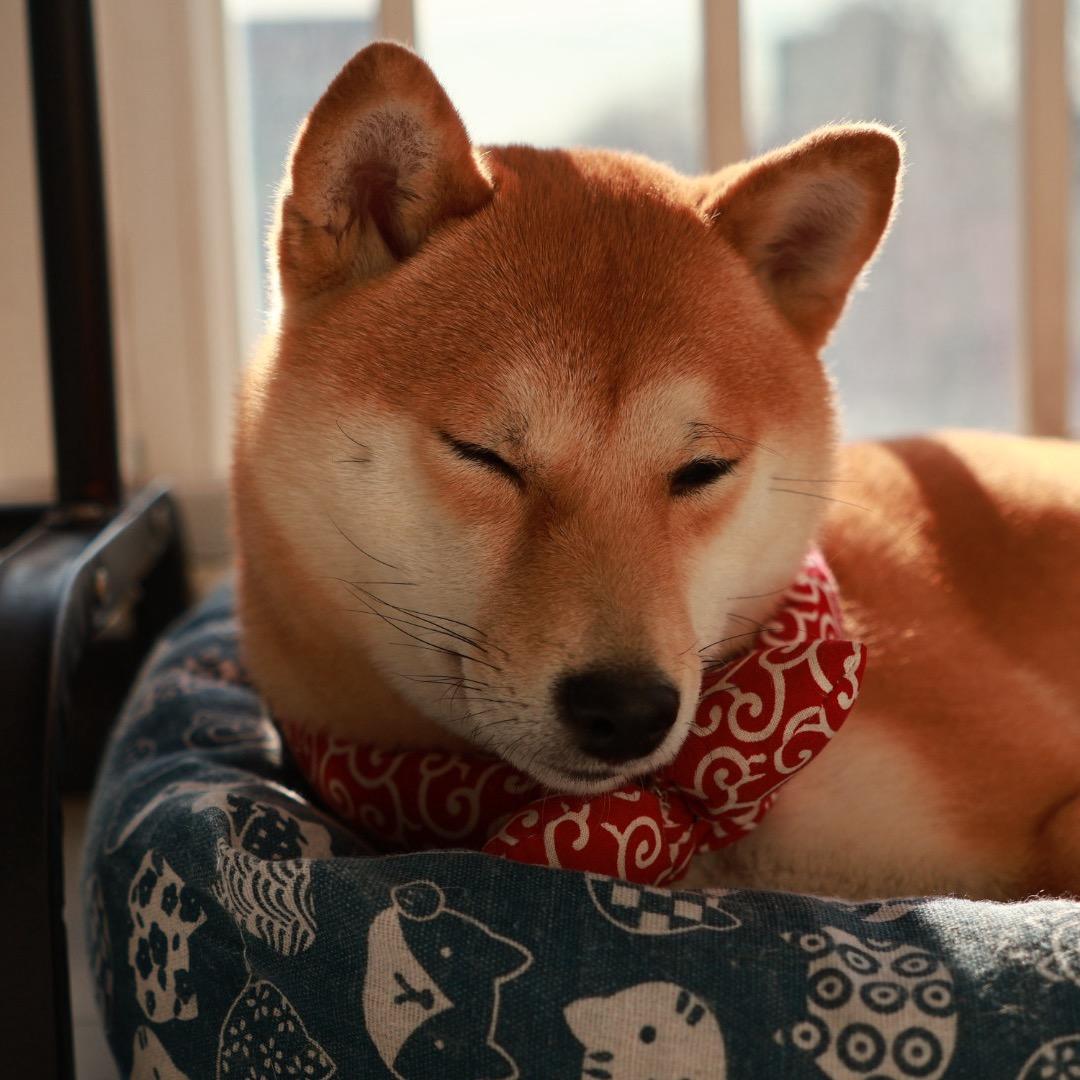 豆丁的丁