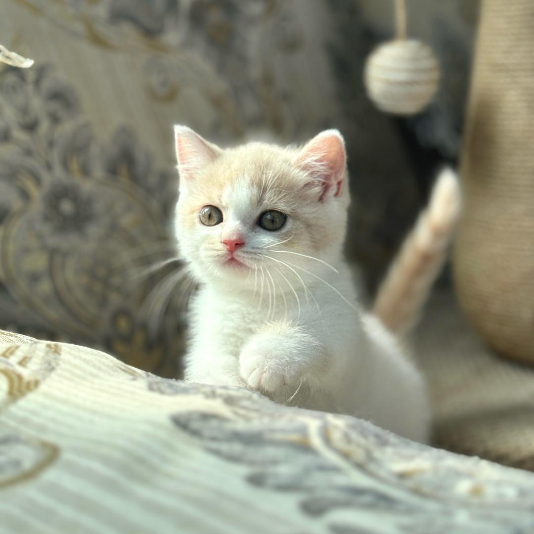 Me.的矮脚猫