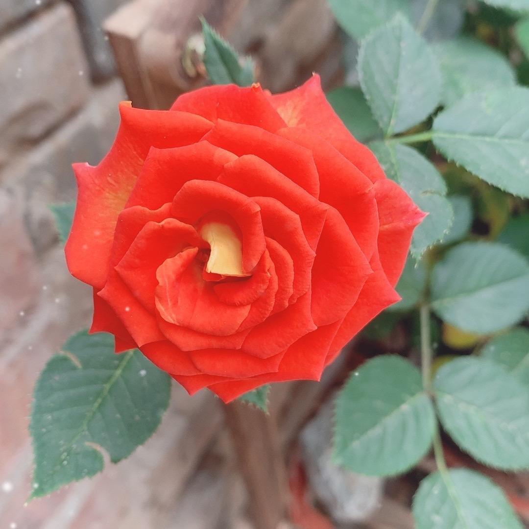 小馋熊的幸福小生活