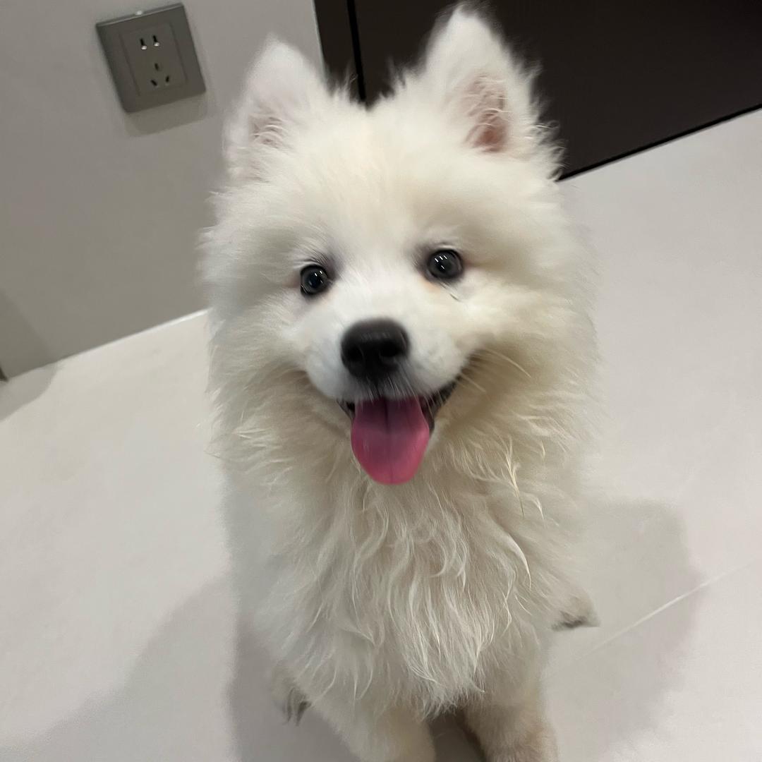 波比Bobby
