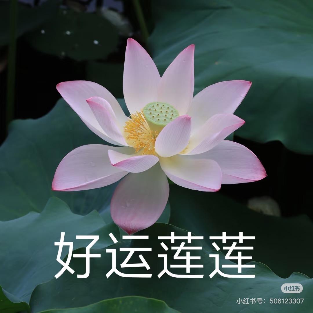 月月妈妈