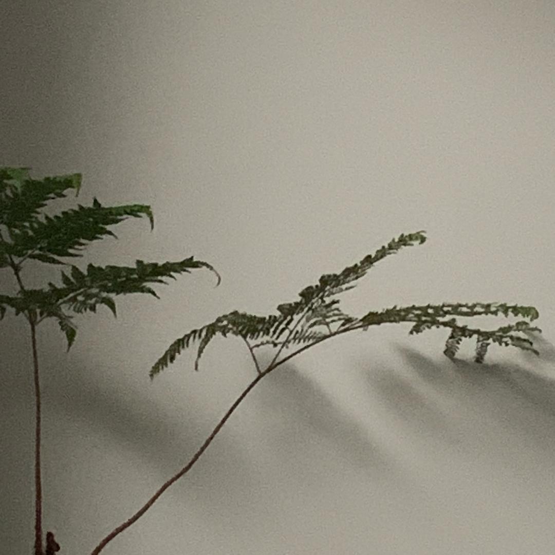 叶晨