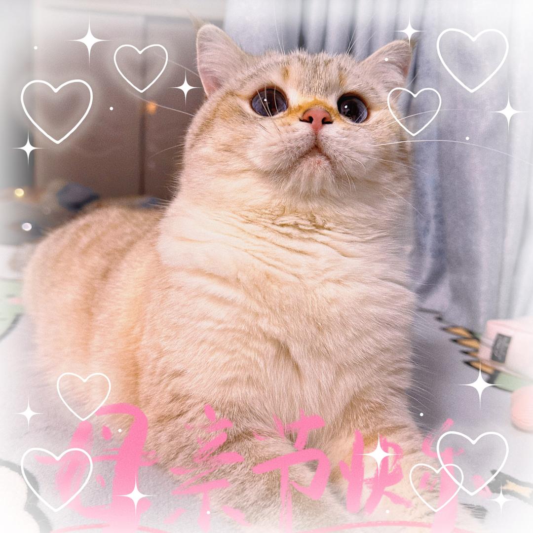 羞羞的快乐🐱