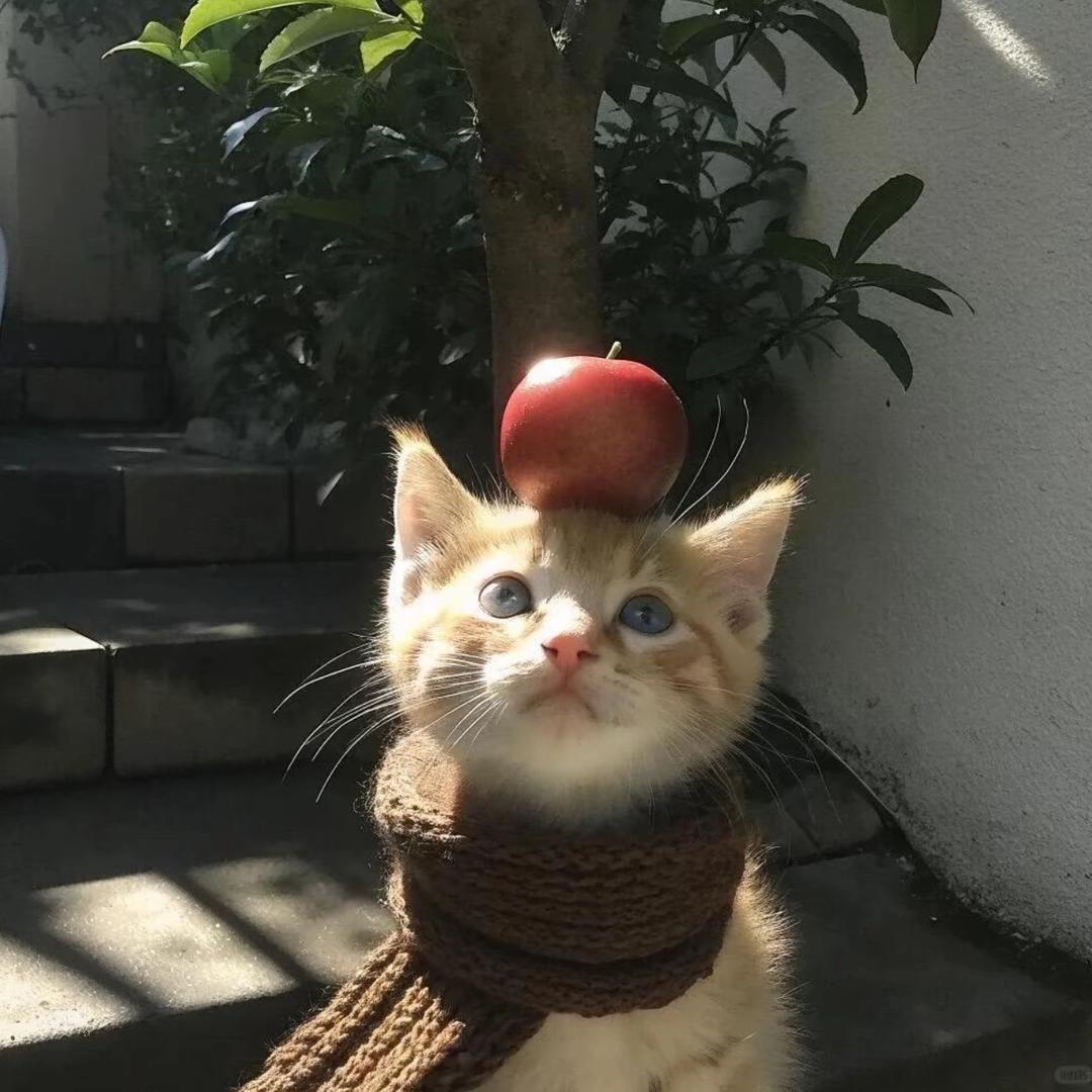 贝才