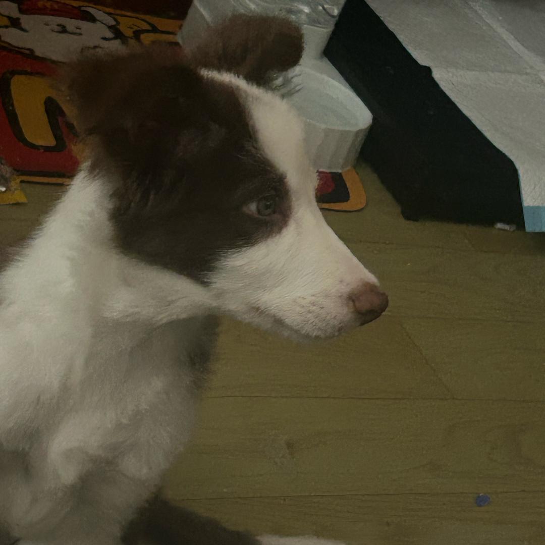 🐕