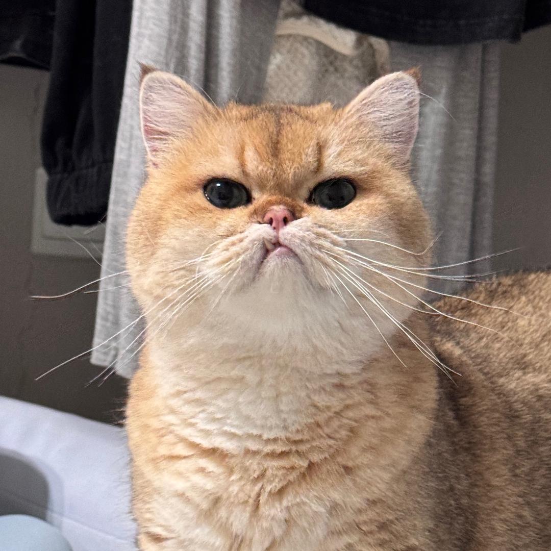 杰尼杰尼🦦