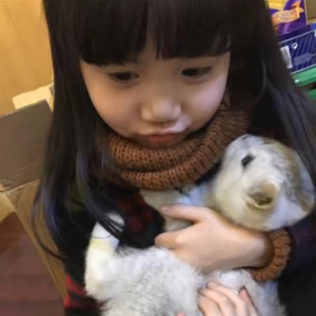菜白吃不