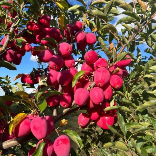 东北洪源农产品