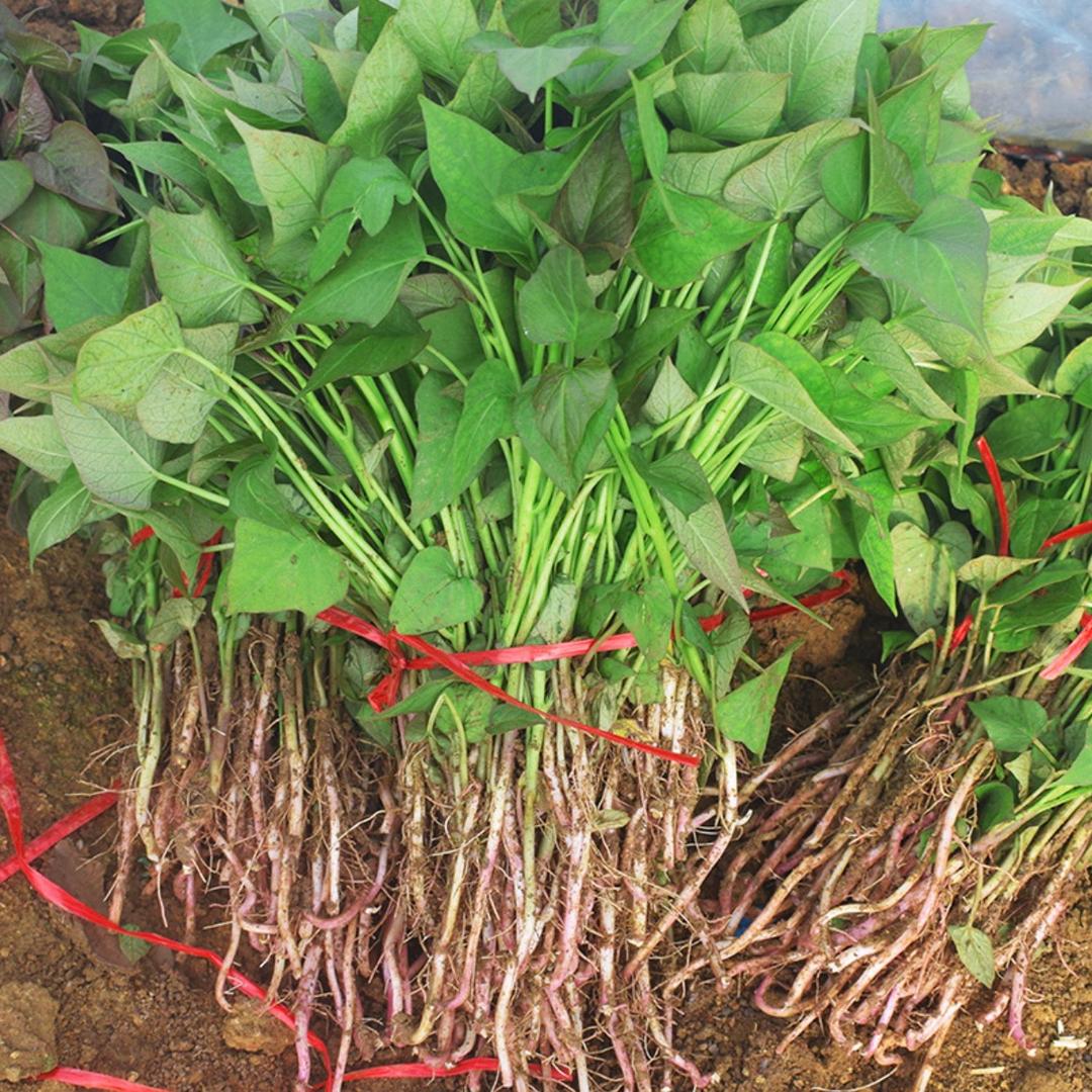 苗小妹-河北红薯苗基地