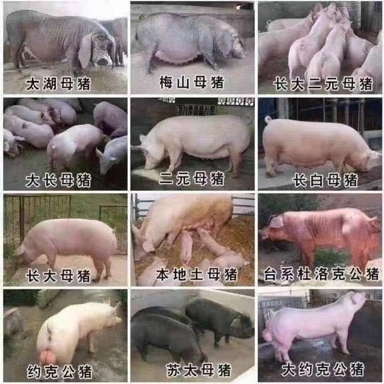 灌南县安诚种猪养殖基地