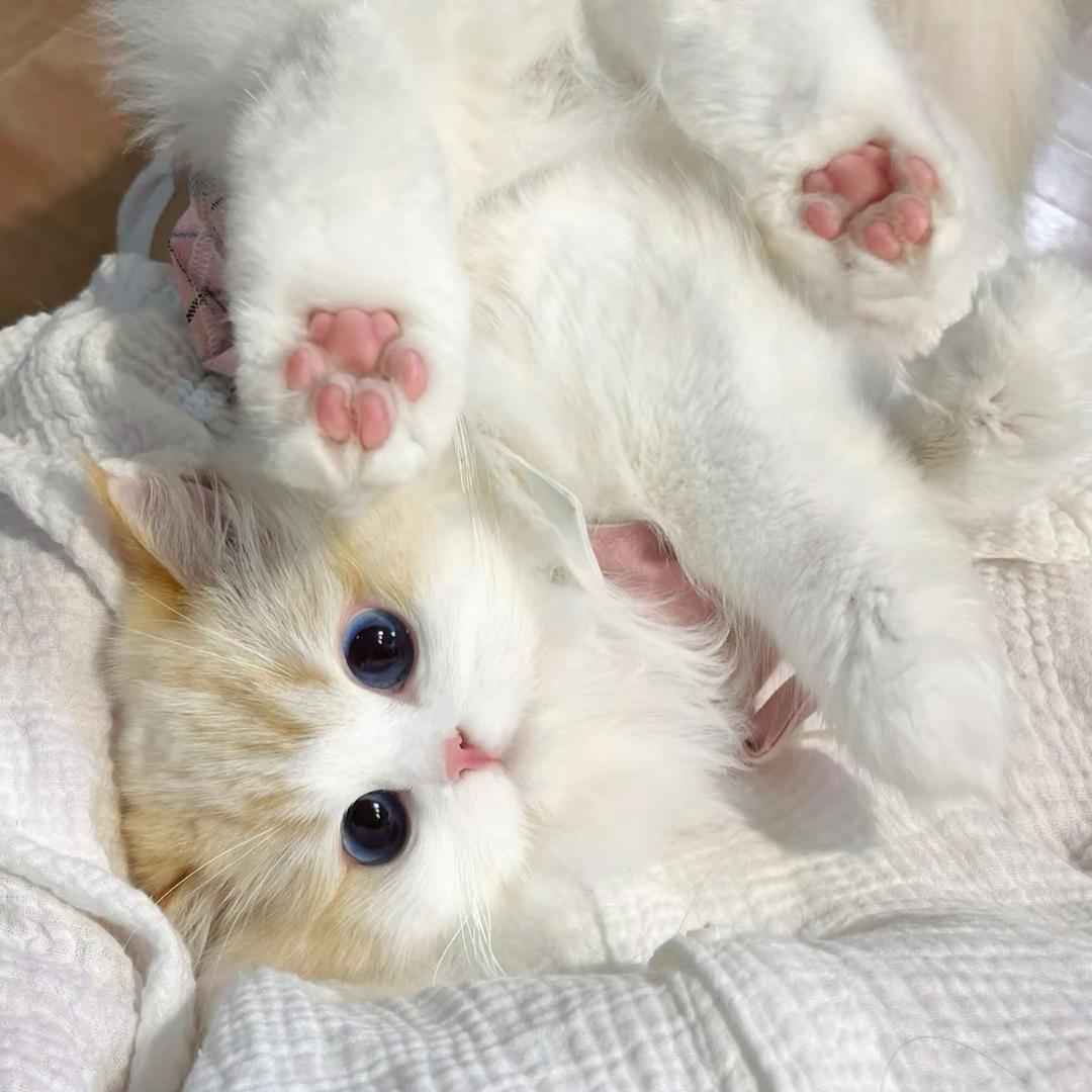 小媛੭