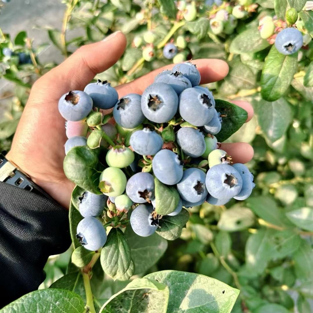 猴哥果苗种植基地