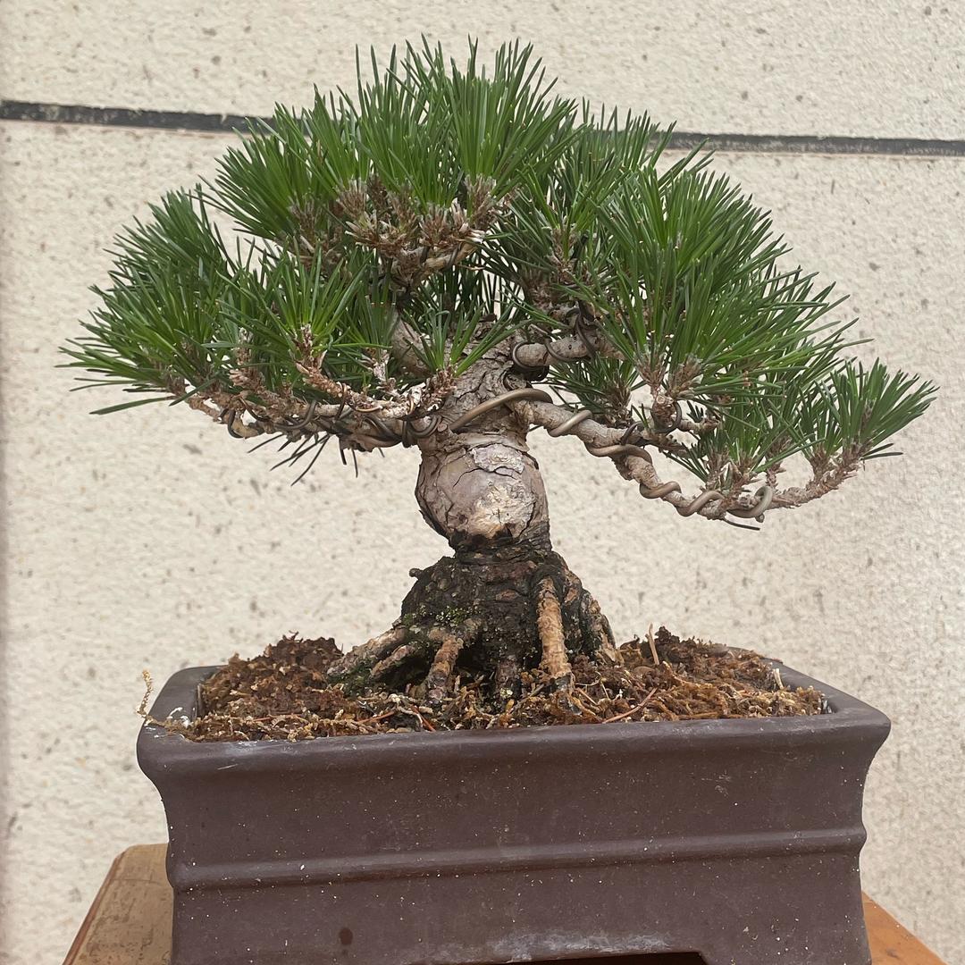 长风万里