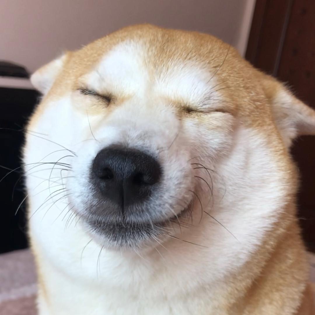 金十月的猫@抖音