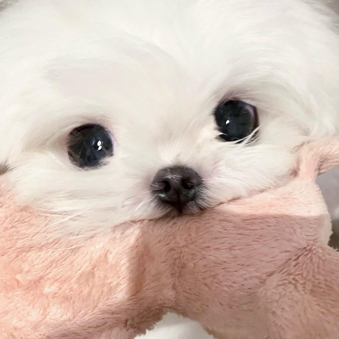 我的小狗呢