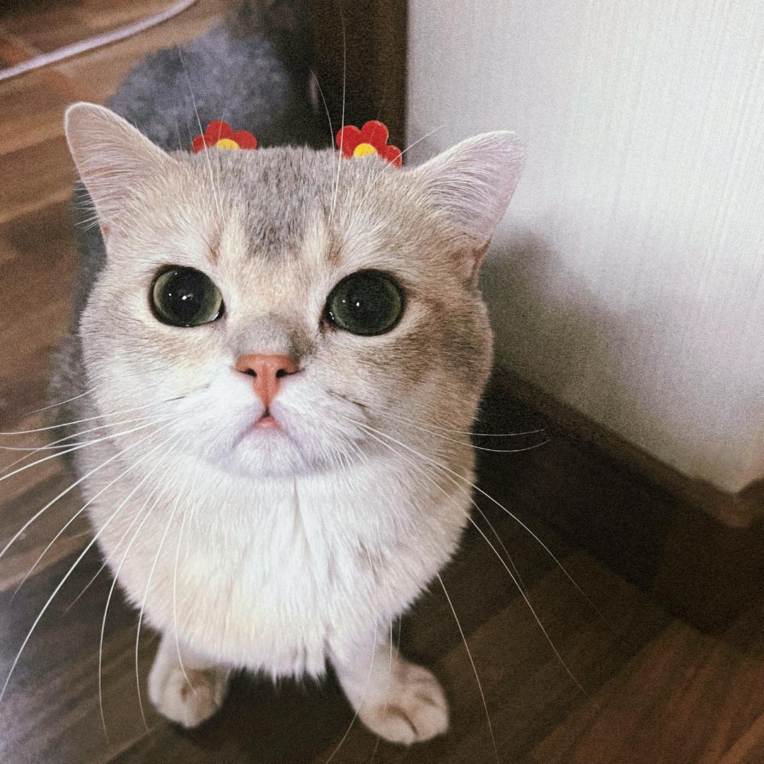 👺加菲两下头像
