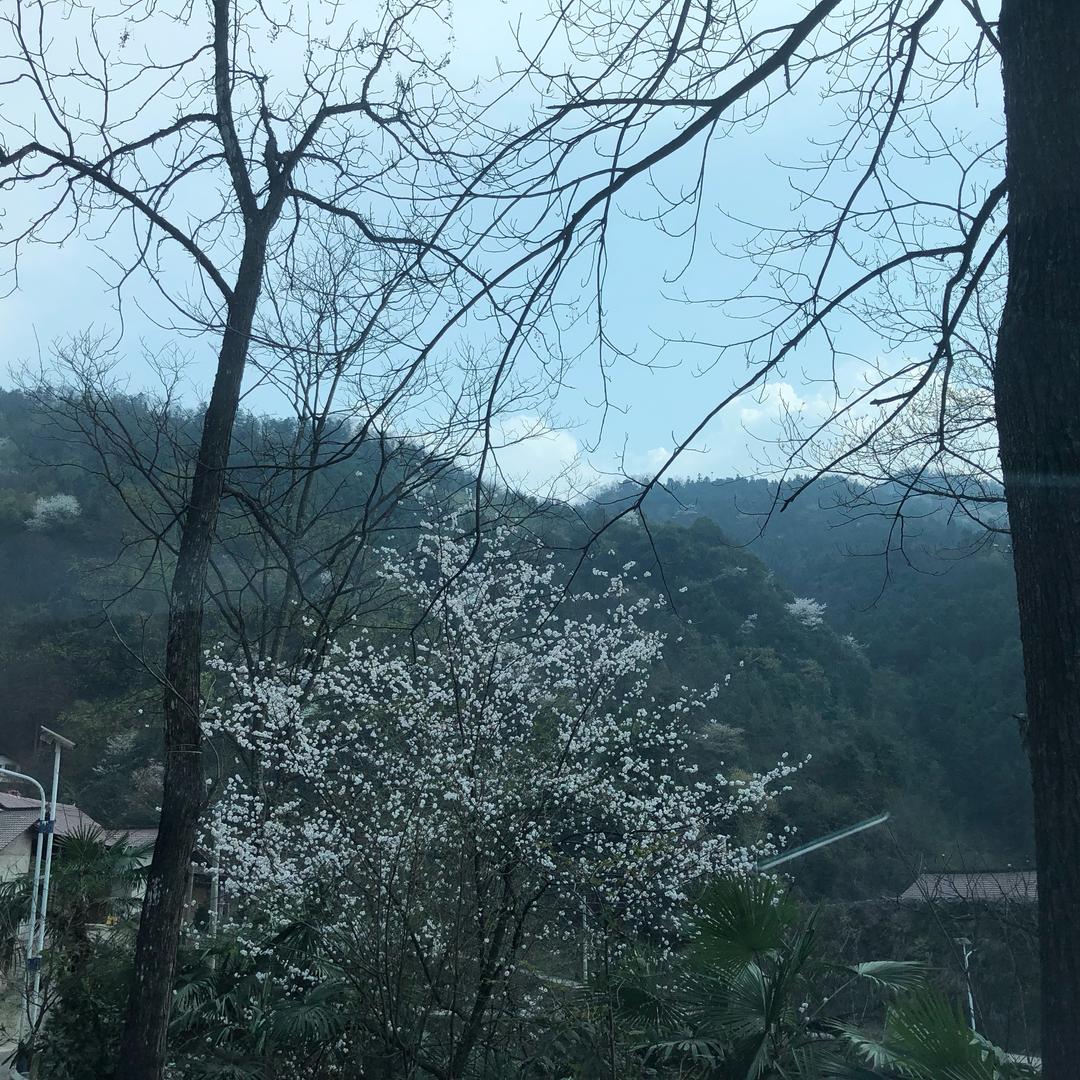 雪妮子