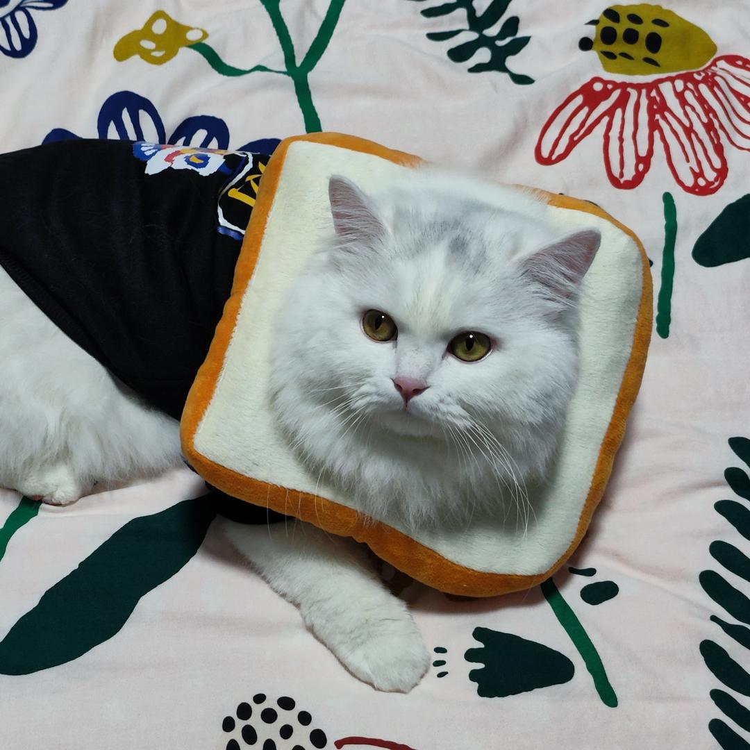 别看我是一只杨