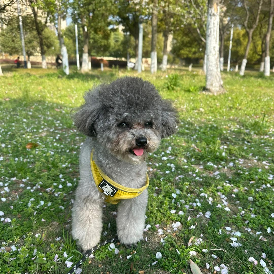 我是灰机的灰