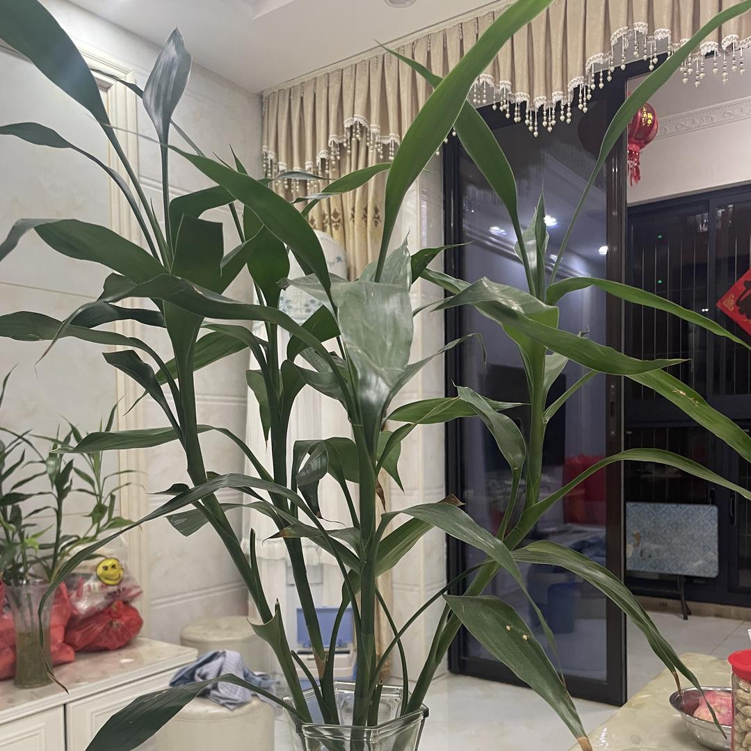 花之恋花屋