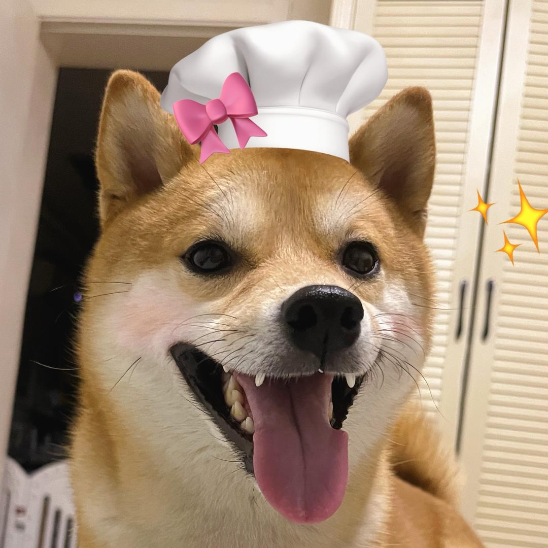招昭柴柴