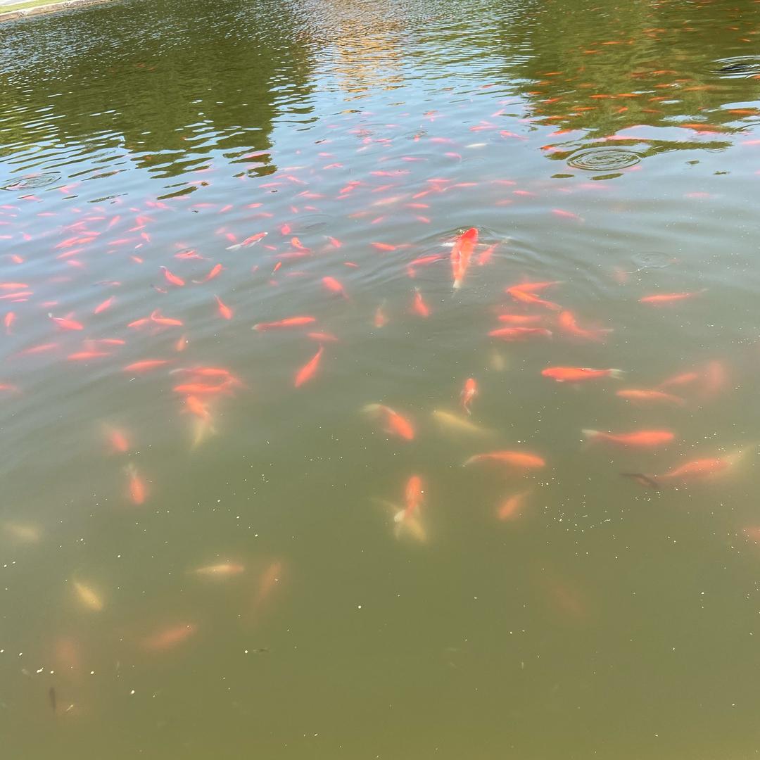 满院东风