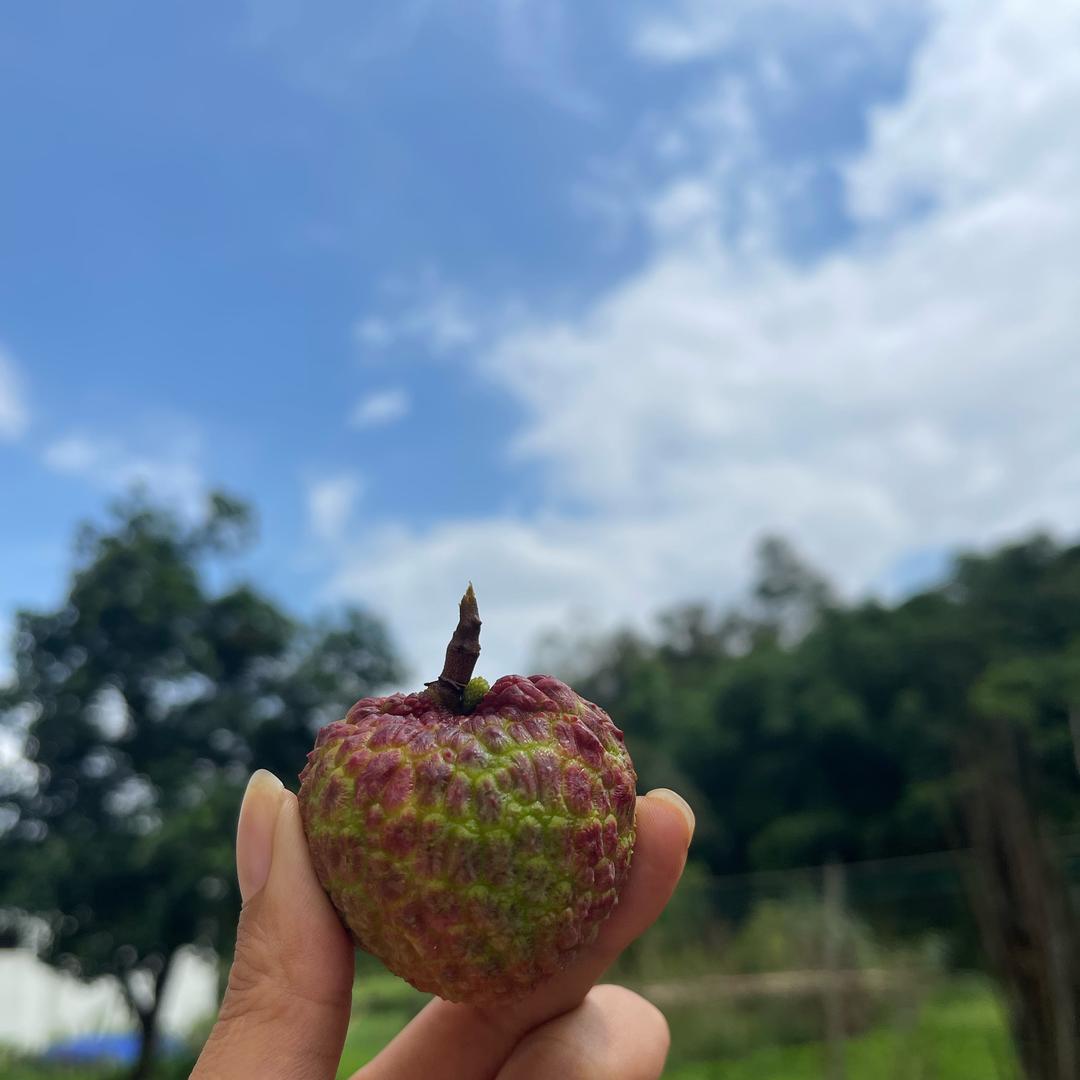 双木林