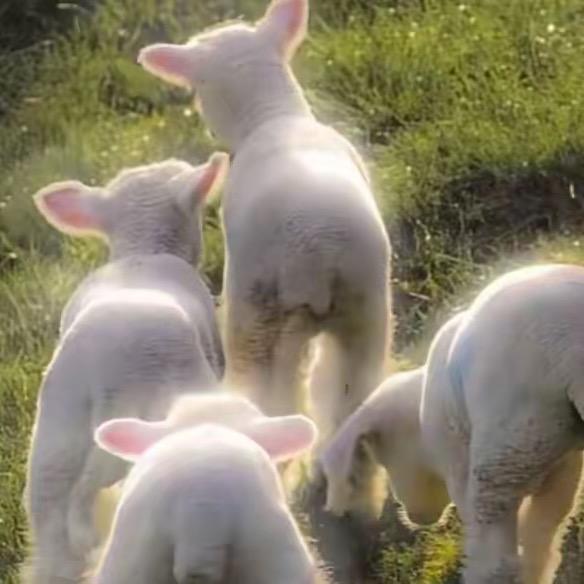 农村养羊小妹(橱窗有好物)