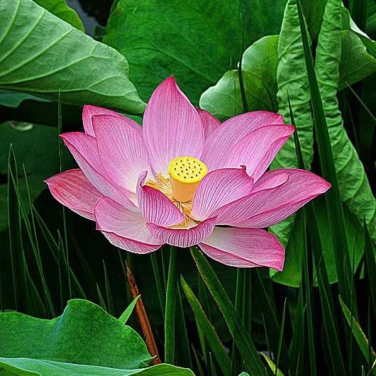 荷花绽放