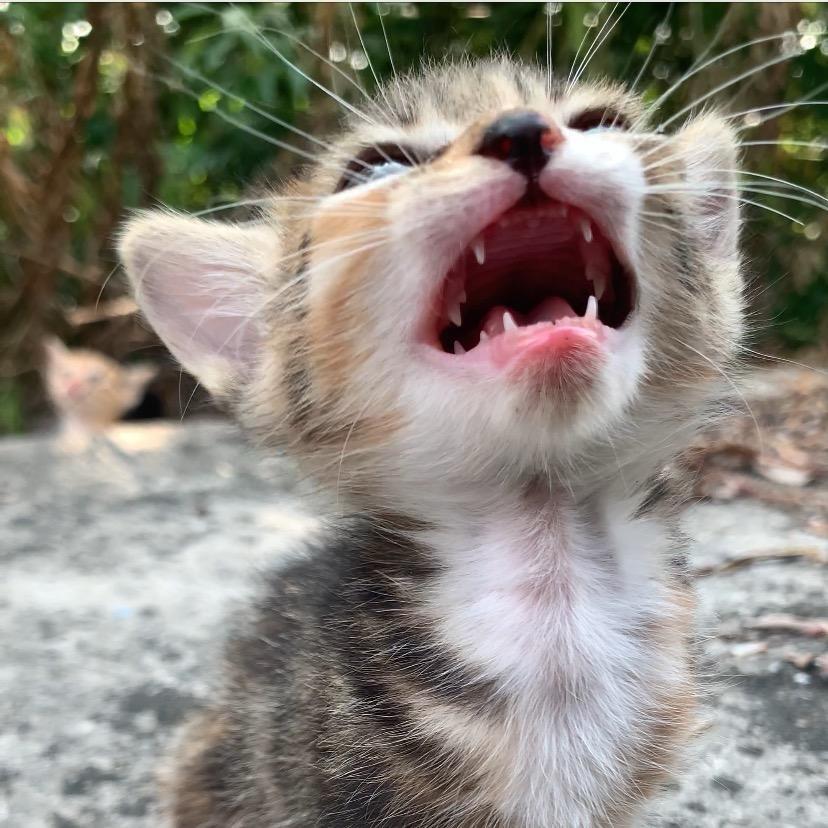 流浪猫福利院