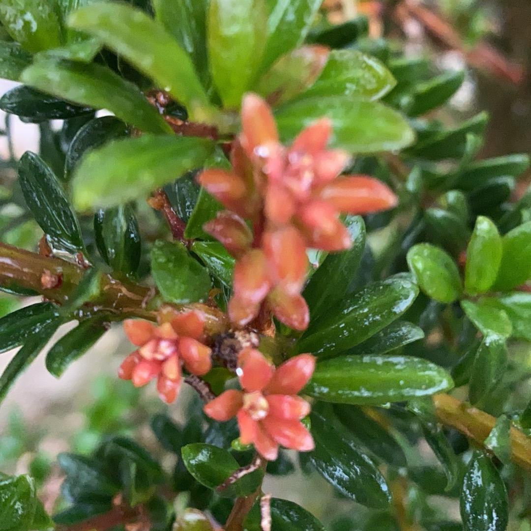 宁波市风影罗汉松