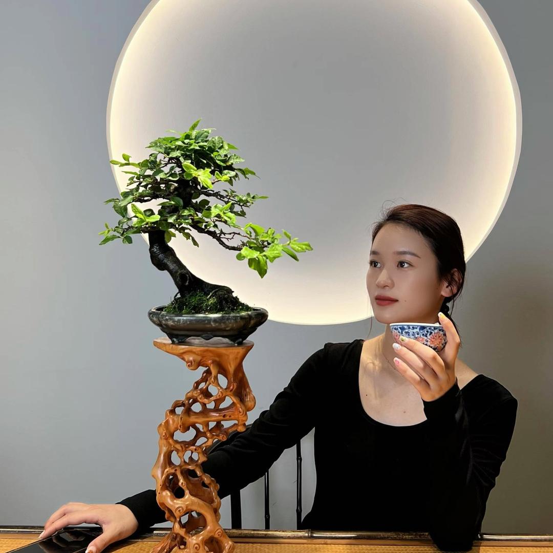 藏拙别苑老鸦柿盆景