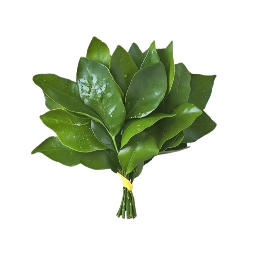 Tulip_Li