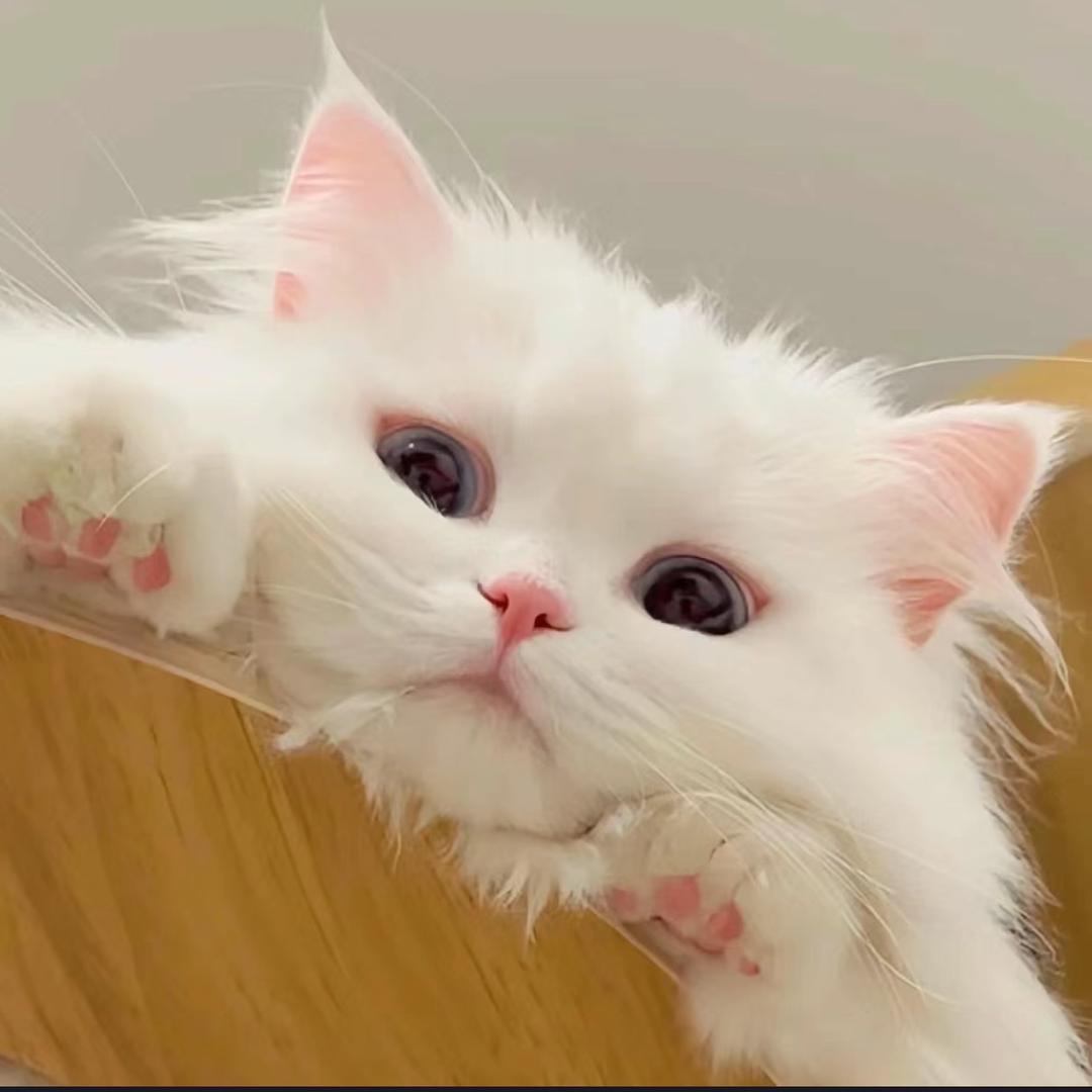 🐈