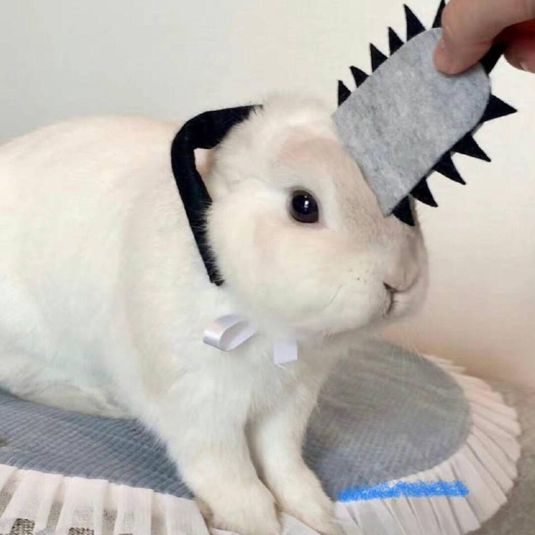 狗大便