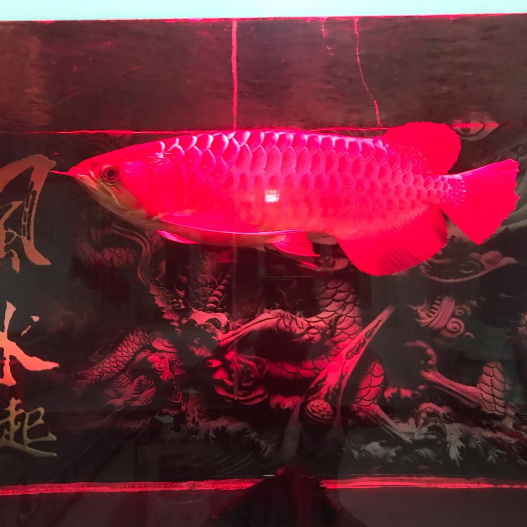 大   娃