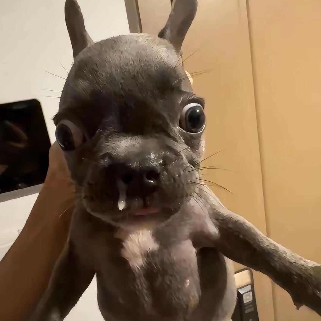 海绵宝宝误入比奇堡银趴述控众人无孔不入