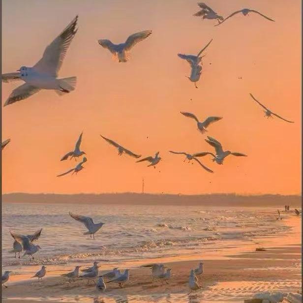 素履之往，風裡藏詩