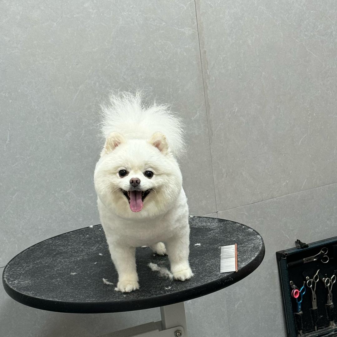 Tiktok（叶秋）