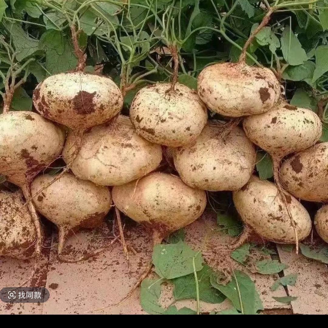 贵州王林(贵州安顺镇宁地罗卜)