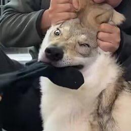 老公摸起来硬硬的原来是死了