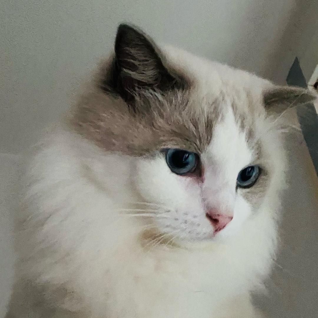 🐱猫聆🐱头像