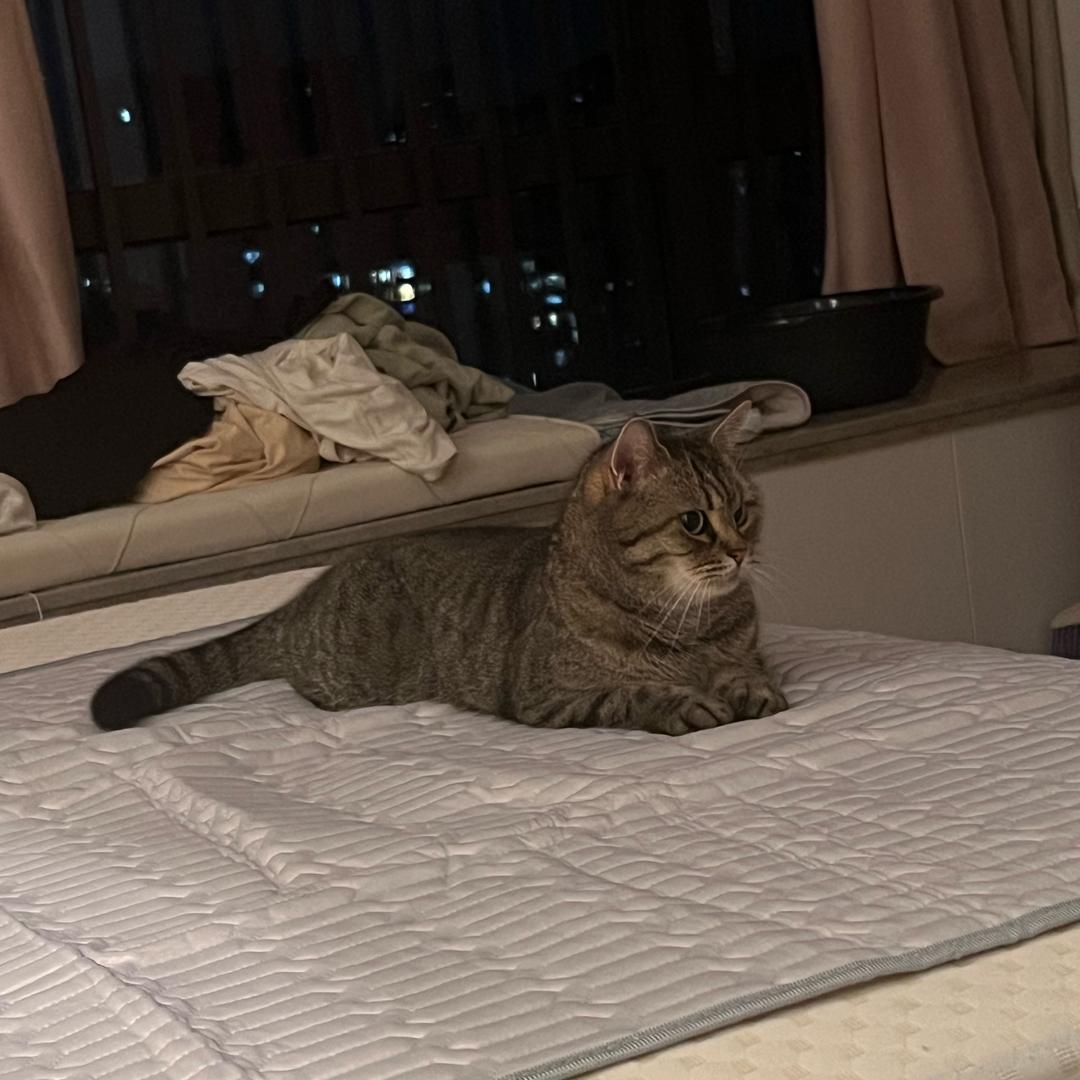 芳龄小小号